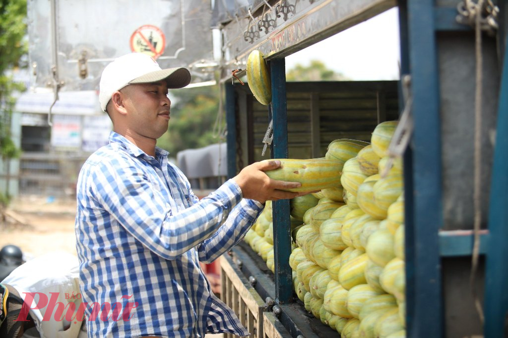 Cây dưa gang có vòng đời ngắn nên nông dân chủ động tính toán thời gian xuống giống và thu hoạch, tránh được các hiện tượng thời tiết cực đoan theo mùa, nhất là tình trạng thiếu nước, mặn xâm nhập vào mùa khô như hiện nay.