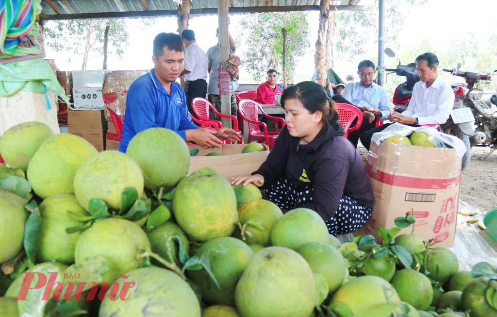 Nông dân huyện Tân Thạnh thu hoạch bưởi - Ảnh: Thanh Lâm