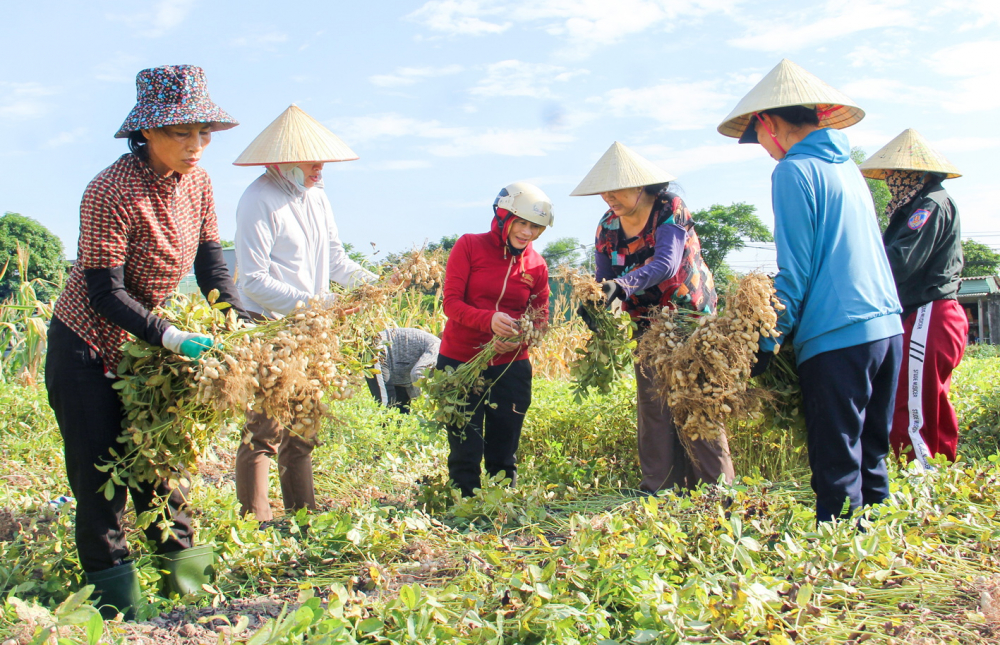 Chị em phụ nữ xã Phúc Thọ tranh thủ thu hoạch lạc (đậu phụng) để chuẩn bị cho vụ mùa mới 