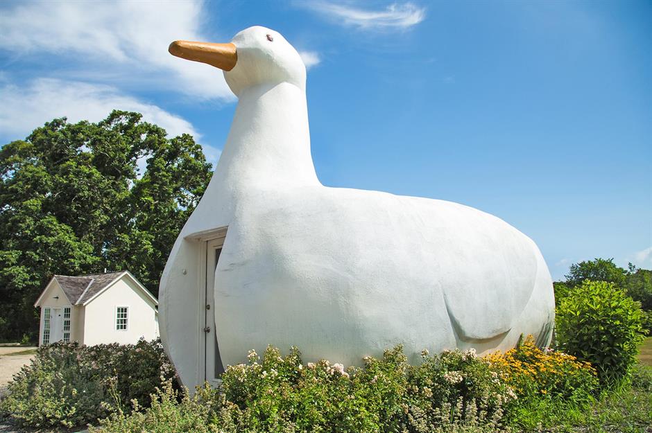 Big Duck, Flanders, New York, Hoa Kỳ Trong khi các điểm tham quan ven đường của Mỹ nổi tiếng là sến súa, thì cửa hàng trứng theo chủ đề loài chim này có thể là cửa hàng kỳ quặc nhất trong số đó. Được nở vào năm 1931, chú chim cao 20 feet (6,1m) và dài 30 feet (9,1m) này có thân bằng xi măng cốt thép màu trắng và mắt làm từ đèn hậu của xe Ford Model T. Ban đầu được thiết kế bởi ba người dân địa phương ở Long Island để khuyến khích người lái xe dừng lại và đi vào bên trong để mua trứng và các sản phẩm từ vịt, giờ đây nó đã trở thành một địa danh địa phương được yêu thích và đã được thêm vào Sổ đăng ký Địa điểm Lịch sử Quốc gia vào năm 1997. Vào những dịp đặc biệt, những người chăm sóc sẽ mặc cho chú chim những bộ trang phục kỳ quặc.