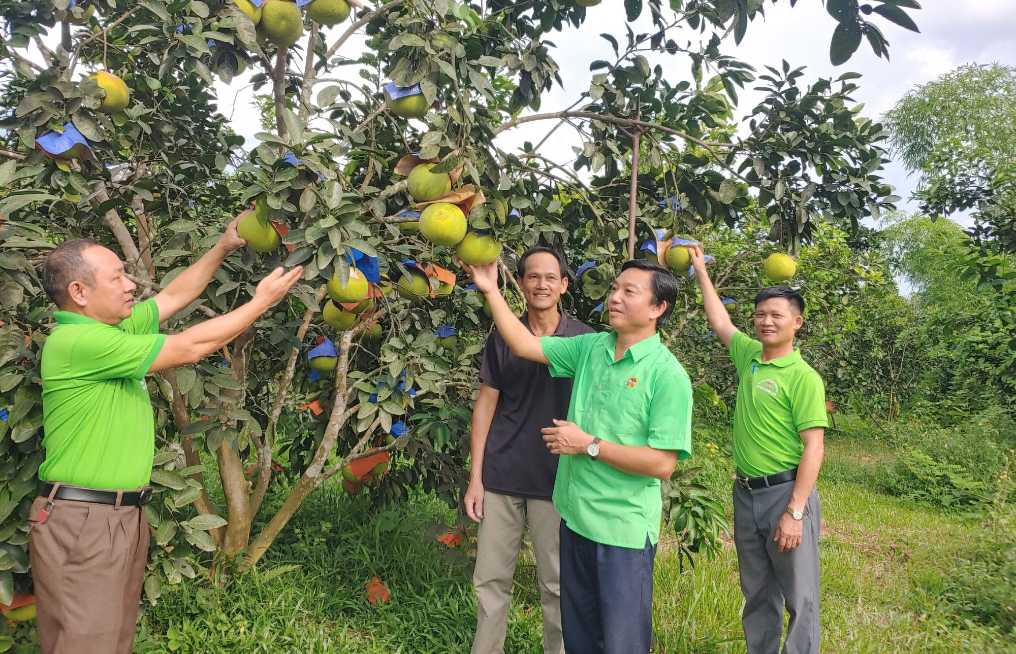 Bưởi Phúc Trạch là cây trồng chủ lực, giúp nhiều gia đình ở vùng chảo lửa Hương Khê thoát nghèo - Ảnh: Khánh Trung