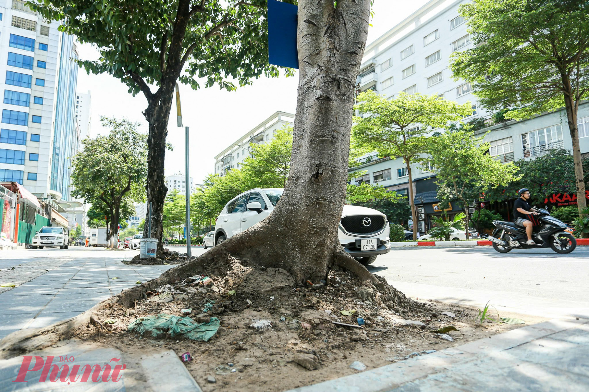 Một số gốc cây không thể bám vào đất, dần đổ nghiêng xuống lòng đường. 