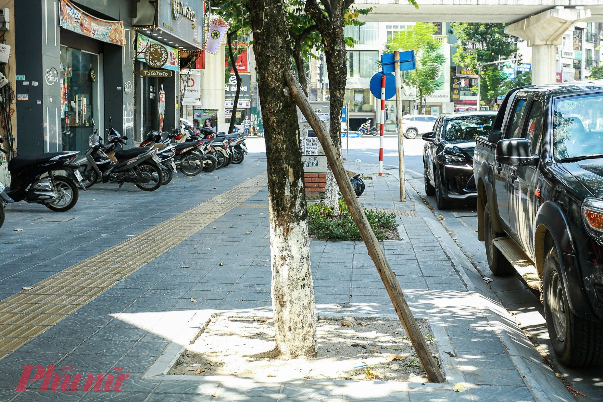 Hầu hết các cây này đều không có giá chống đỡ khiến người dân vô cùng lo lắng, đặc biệt sắp vào mùa mưa bão, nguy cơ cây đổ gục.