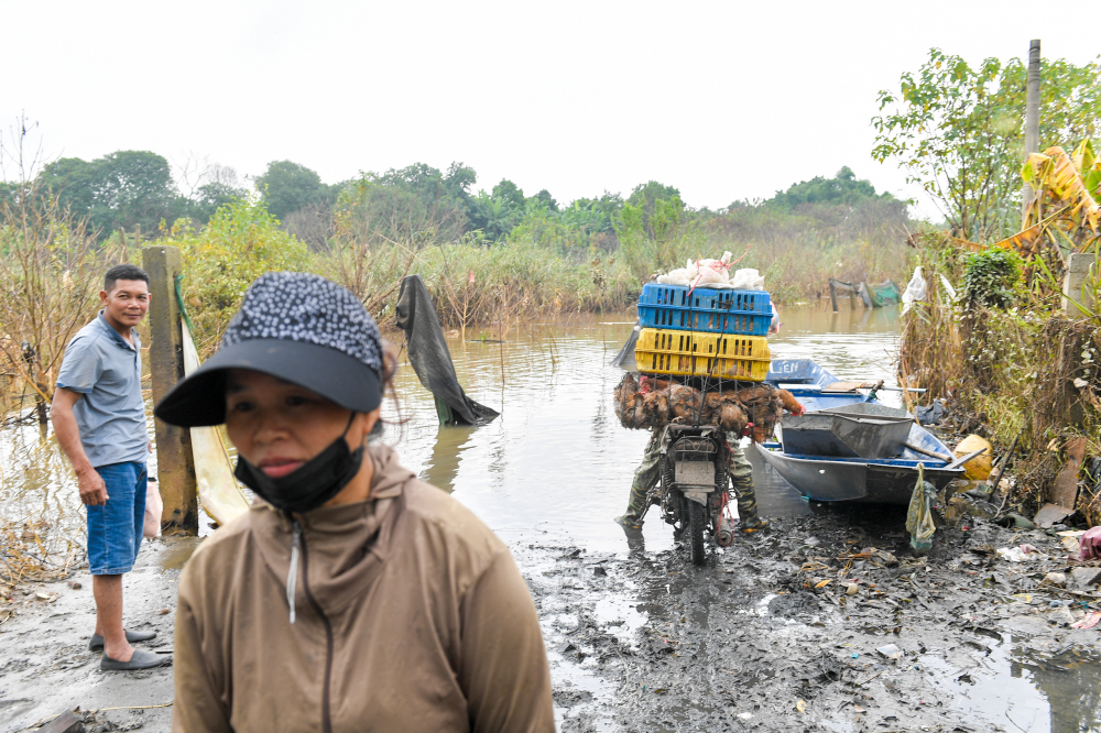 Nhiều người cho biết họ đã quen với sông Hồng mùa nước nổi nên đã có phương án chuẩn bị hàng năm. Vì thế diện tích hoa màu thiệt hại cũng đã được hạn chế đến tối đa.