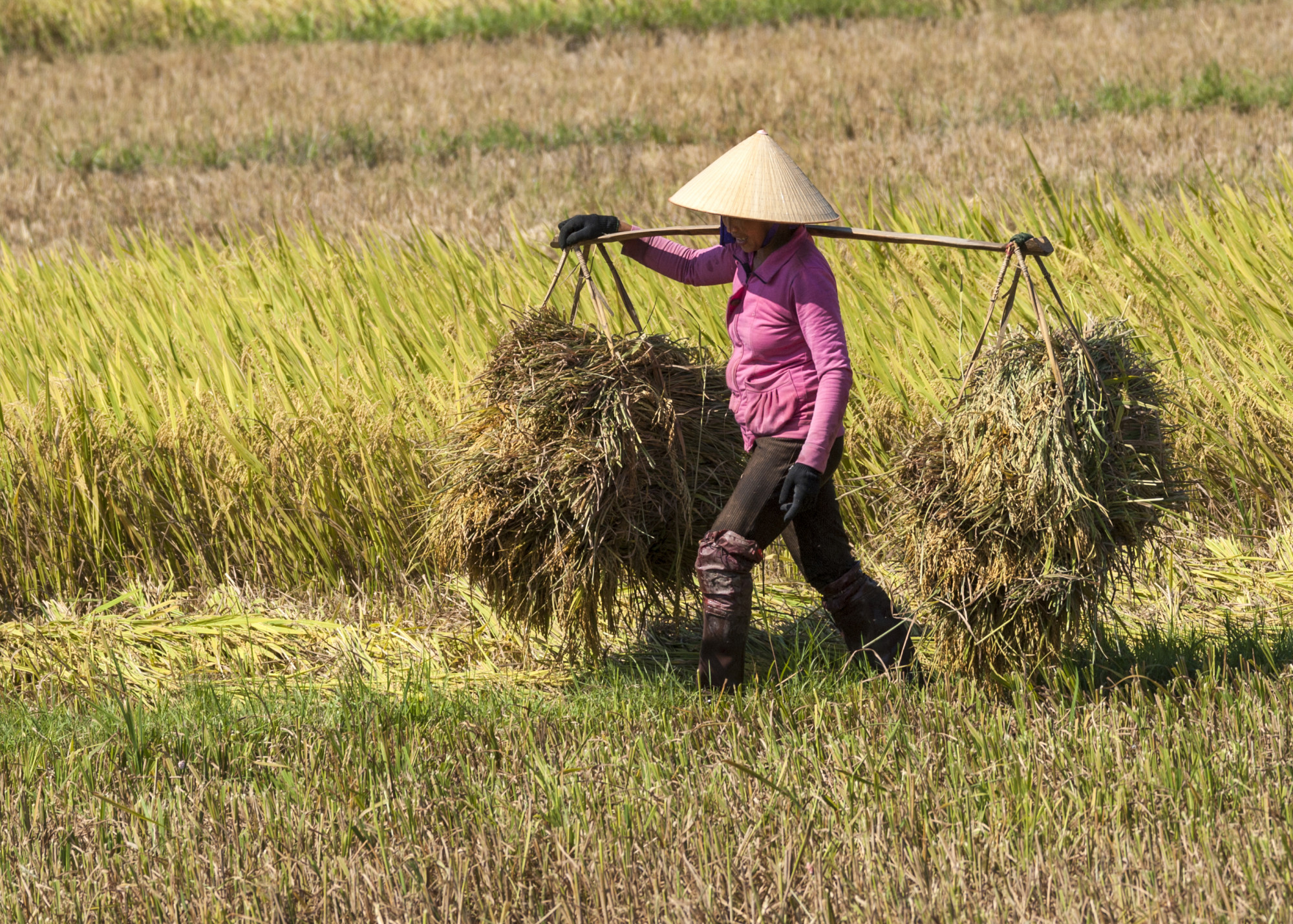 Ảnh mang tính minh họa - Shutterstock