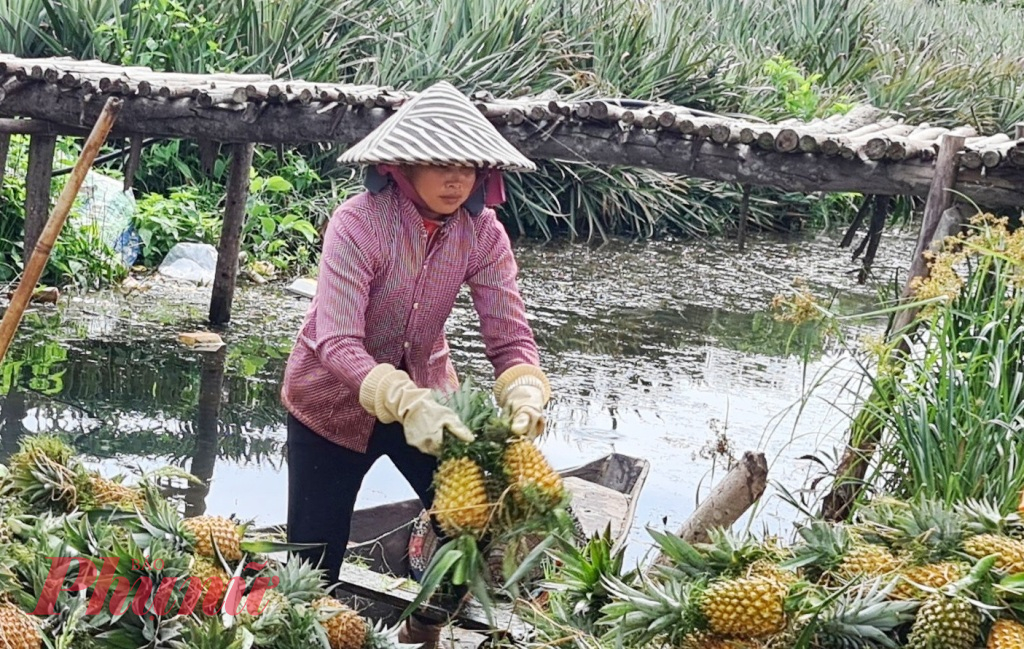 Giá trái khóm bán tại ruộng có giá từ 7.000-10.000 đồng/kg (tùy từng loại).