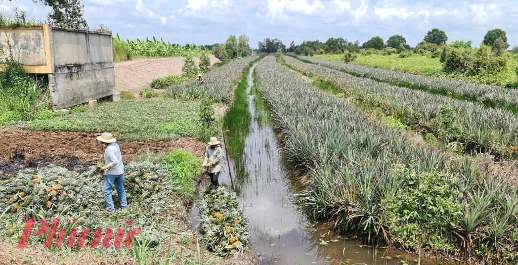 Theo Phòng NN&PTNT huyện Bến Lức (tỉnh Long An), toàn huyện hiện có khoảng 400ha trồng khóm. 