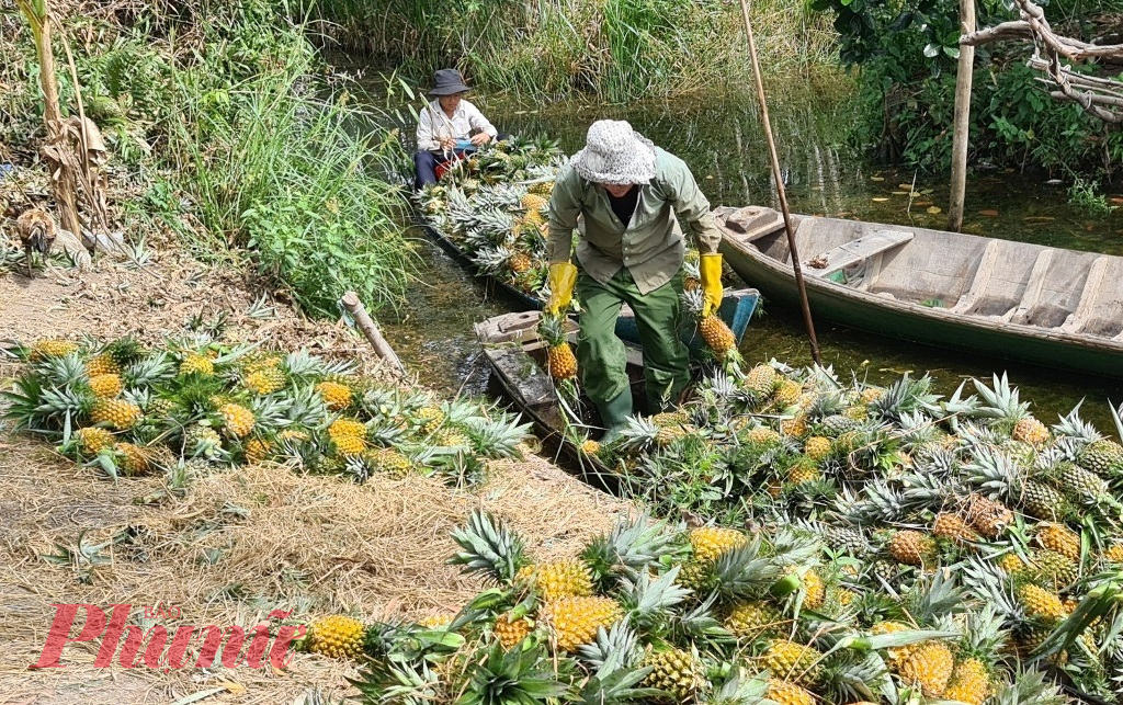 Cũng như những nông dân trồng khóm vùng Đồng Tháp Mười, ông Trần Thanh Hùng (ngụ xã Hưng Thạnh, huyện Tân Phước) cho biết, với hơn 10ha khóm của gia đình, trong năm nay đã thu hoạch khoảng 200 tấn, trừ mọi cho phí, ông thu về hàng trăm triệu đồng.