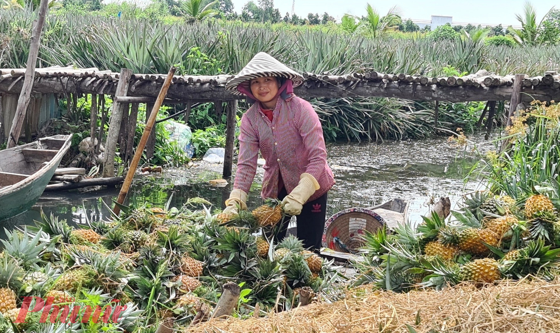 Từ trái khóm tươi, người dân trong vùng Đồng Tháp Mười chế biến ra nhiều sản phẩm giá trị cao như: kẹo dứa, nước màu dứa, nước giải khát từ trái dứa…  đưa ra phục vụ thị trường.