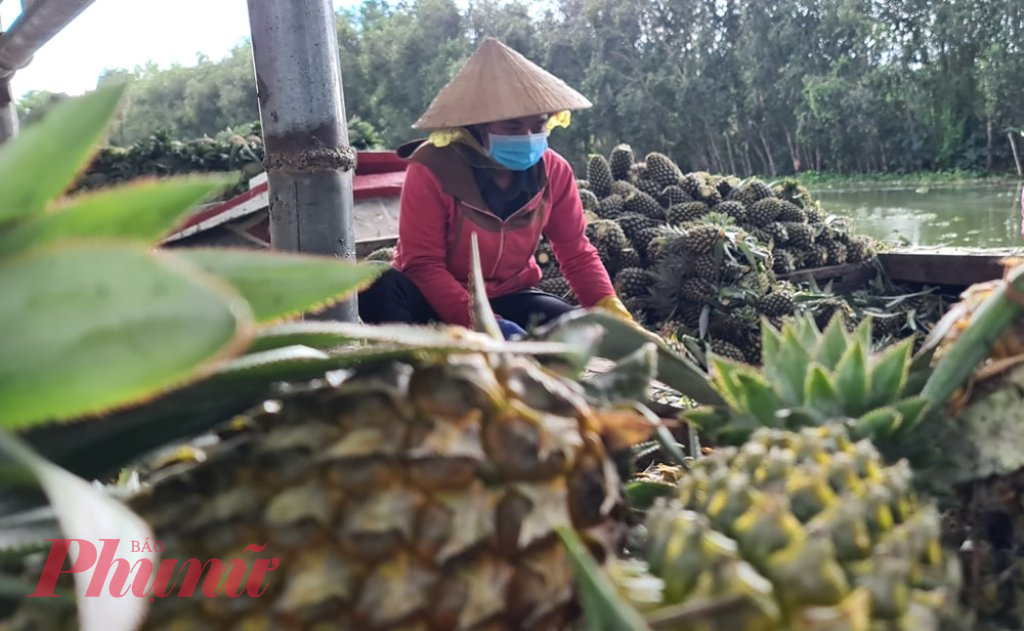 Nhờ trồng khóm, nhiều nông dân vùng Đồng Tháp Mười ổn định cuộc sống trên vùng đất vốn được xem là hoang hóa, góp phần phát triển kinh tế - xã hội của địa phương.