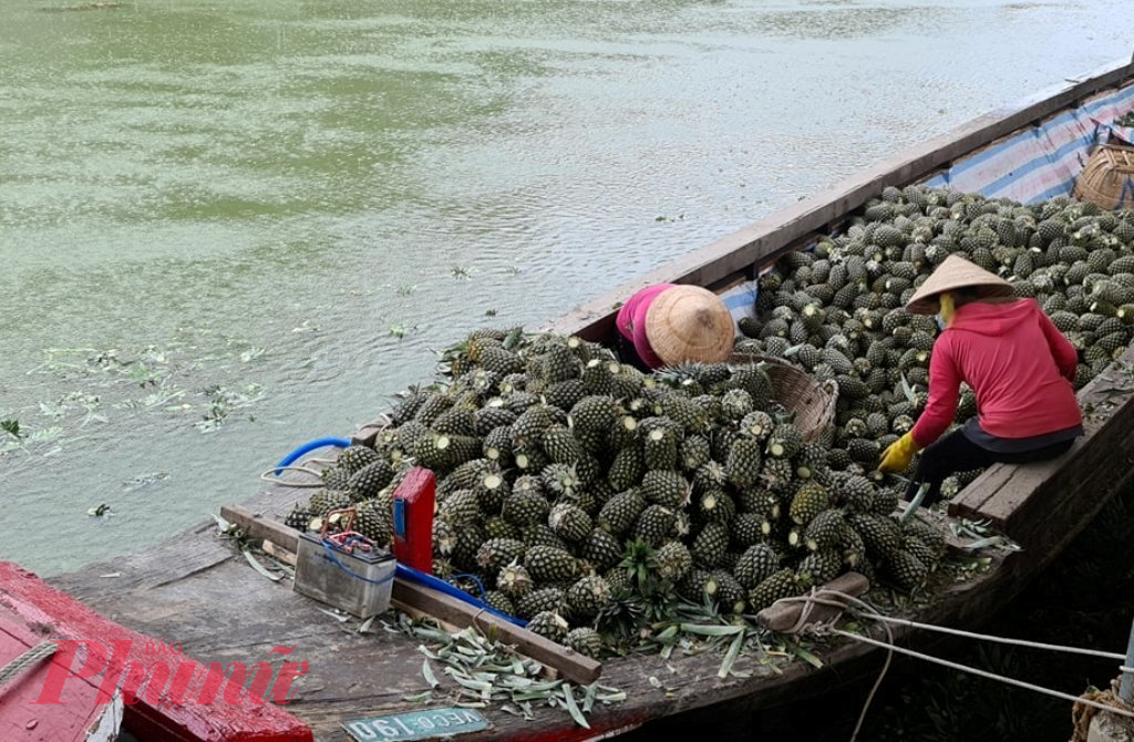 Với giá bán này, mỗi ha khóm đạt giá trị sản xuất đến khoảng 200 triệu đồng, trừ chi phí còn lãi trên dưới 100 triệu đồng.