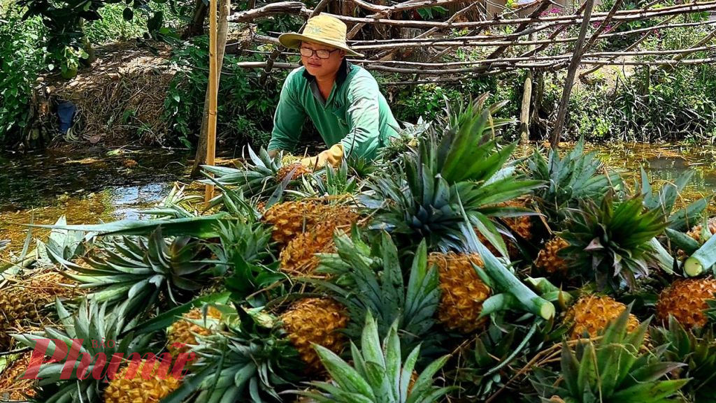 Thời điểm thu hoạch rộ, thương lái đến tận ruộng khóm ở huyện Tân Phước (tỉnh Tiền Giang) để thu mua.