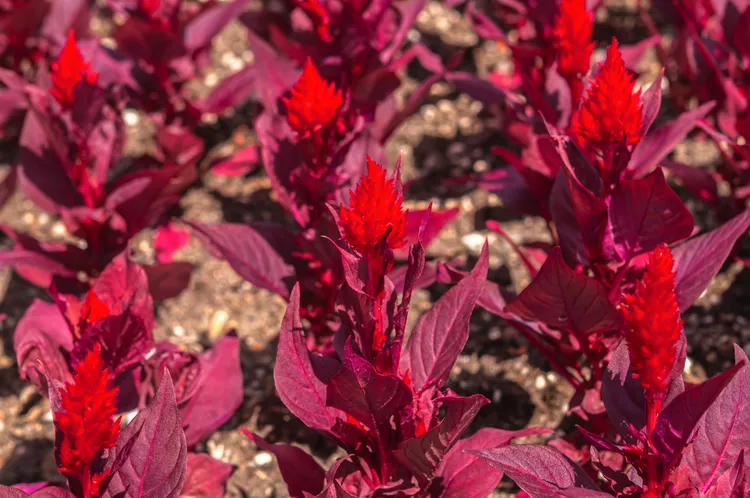 Tên celosia bắt nguồn từ tiếng Hy Lạp có nghĩa là cháy vì hoa của C. argentea trông giống như ngọn lửa rực rỡ. Một giống khác, C. argentea var. cristata , được biết đến với tên gọi thông thường là mào gà.  C. spicata có những bông hoa mỏng manh giống như những bông lúa mì. Hoa Celosia vẫn hấp dẫn trong nhiều tuần; hầu hết các giống đều là những bông hoa cắt và sấy khô tuyệt vời . Những chùm lông vũ dày đặc và những bông hoa đầy màu sắc giống như san hô não kỳ lạ nở suốt mùa hè.