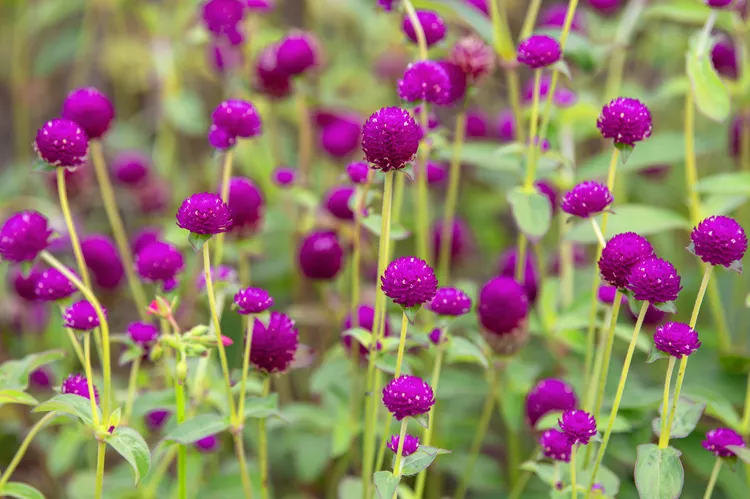  của 23 Gomphrena Cách trồng cây gomphrena  Cây vân sam / Evgeniya Vlasova Những cây nhiệt đới này tô điểm cho khu vườn bằng những màu sắc rực rỡ từ tháng 6 cho đến khi sương giá. Những bông hoa bao gồm những bông hoa nhỏ hình cầu có màu tương phản ở giữa. Những bông hoa giống như cỏ ba lá, mỏng manh vẫn giữ được màu sắc khi khô. Đây là một loại cây có thói quen tốt với thói quen rậm rạp lý tưởng để lấp đầy những chỗ trống trong cảnh quan.