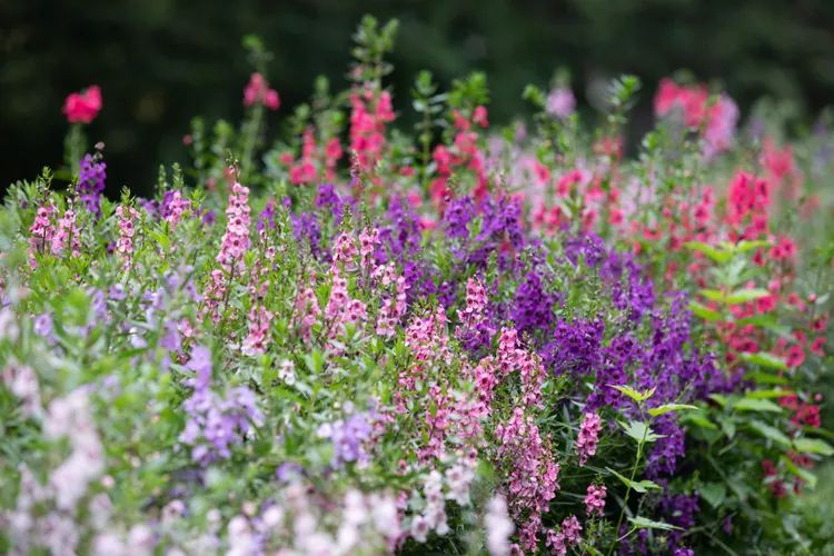 angelonia là một giống hoa tương tự sẵn sàng thay thế bằng những bông hoa mùa hè. Được trồng hàng năm ở những vùng khí hậu mát mẻ hơn, nó có các cụm hoa nhỏ giống như hoa lan ở đầu các thân cây chắc chắn được bao phủ bởi những chiếc lá xanh hẹp. Mùi hương trái cây của angelonia là một điểm cộng và đặc biệt nồng nàn vào những buổi tối mùa hè ấm áp.