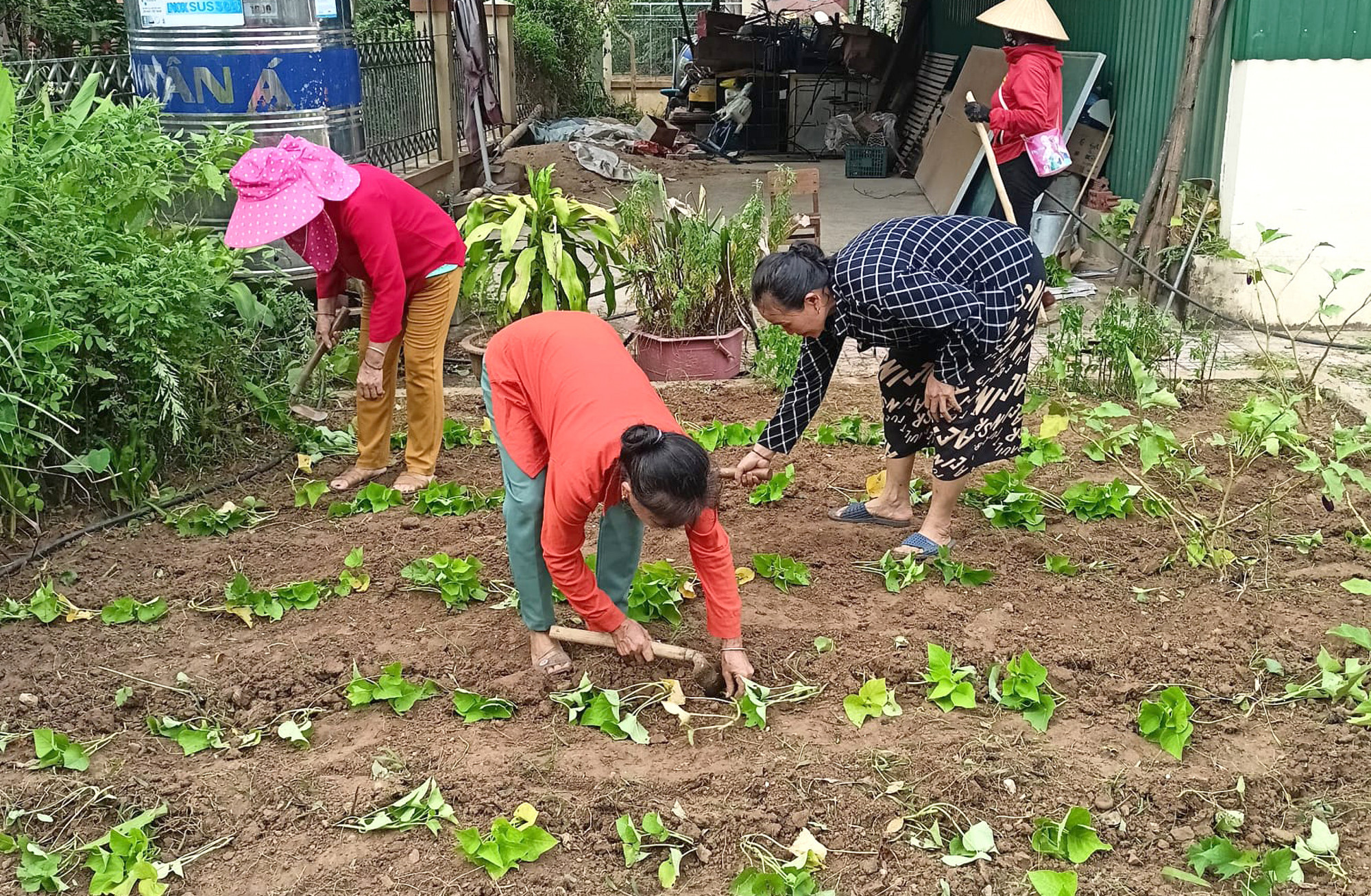 Giáo viên Trường mầm non Xá Lượng trồng rau, cải thiện bữa ăn bán trú cho học sinh - Ảnh: Hồng Quang