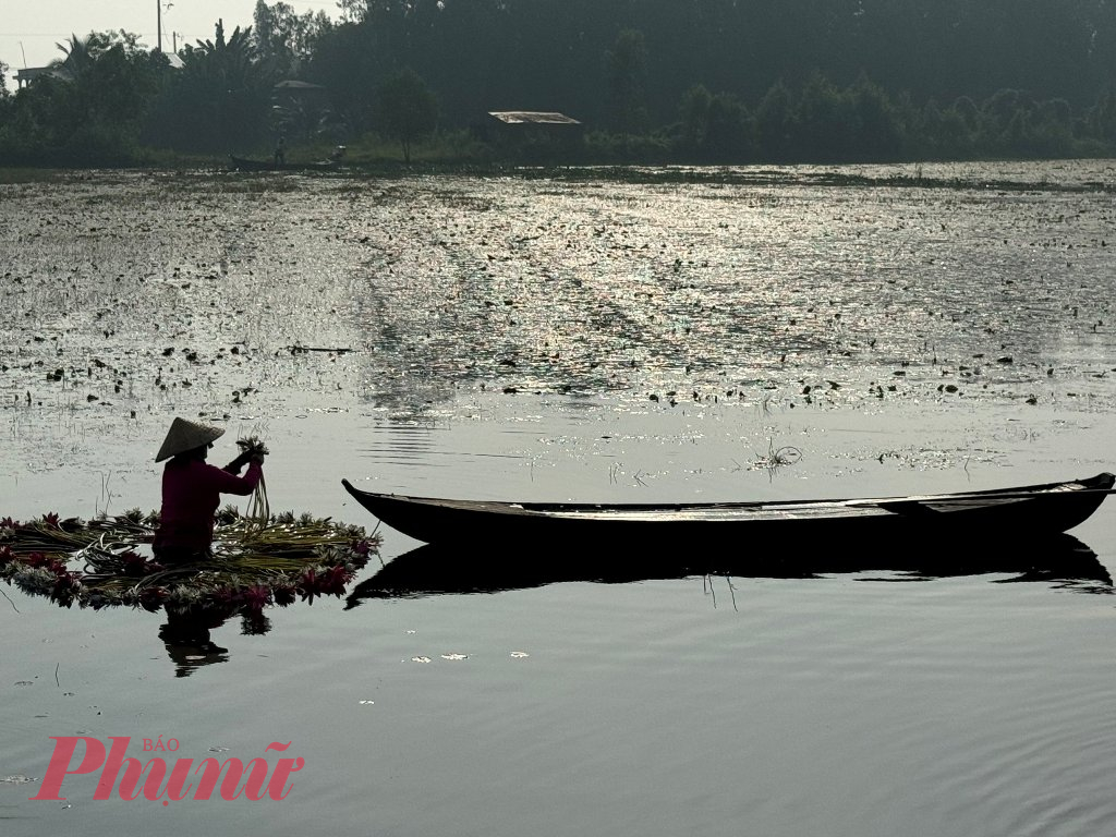 Không chỉ khai thác sản vật từ tự nhiên, người dân ở xã Bình Thạnh, thành phố Hồng Ngự (tỉnh Đồng Tháp) chủ động trồng bông súng trong mùa nước nổi phục vụ nhu cầu thị trường, góp phần tăng thu nhập.