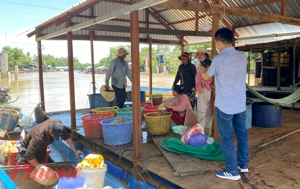 Một điểm thu mua cá linh mùa nước nổi ở xã đầu nguồn Nhơn Hội, huyện An Phú, tỉnh An Giang.