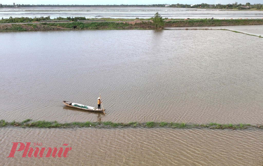 Trên những cánh đồng và vùng trũng ở xã Bình Hòa Bắc, huyện Đức Huệ (tỉnh Long An), người dân tranh thủ đi lặt hẹ nước để bán tăng thêm thu nhập.