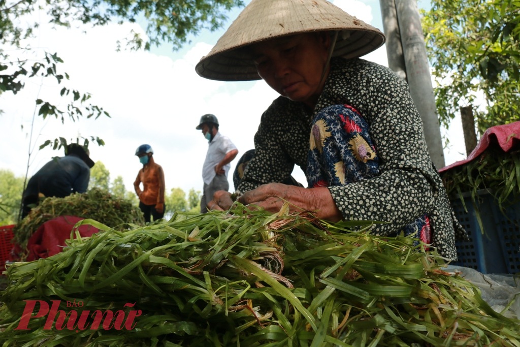 Bà Sáu (ngụ xã Bình Hòa Bắc, huyện Đức Huệ, tỉnh Long An) - cho biết, trung bình mỗi ngày, người lặt hẹ nước được từ 15-20kg, bán với giá khoảng 15.000 đồng/kg, kiếm thu nhập trên dưới 300.000 đồng.