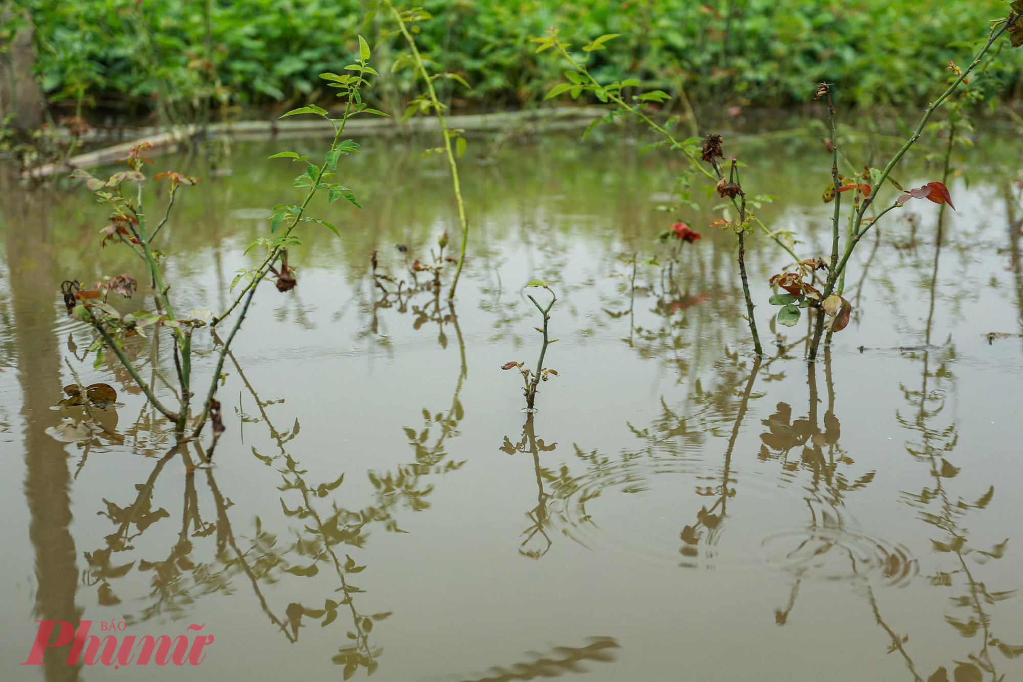 Nhiều ruộng hoa ngập sâu, nước dâng cao lên tận ngọn.