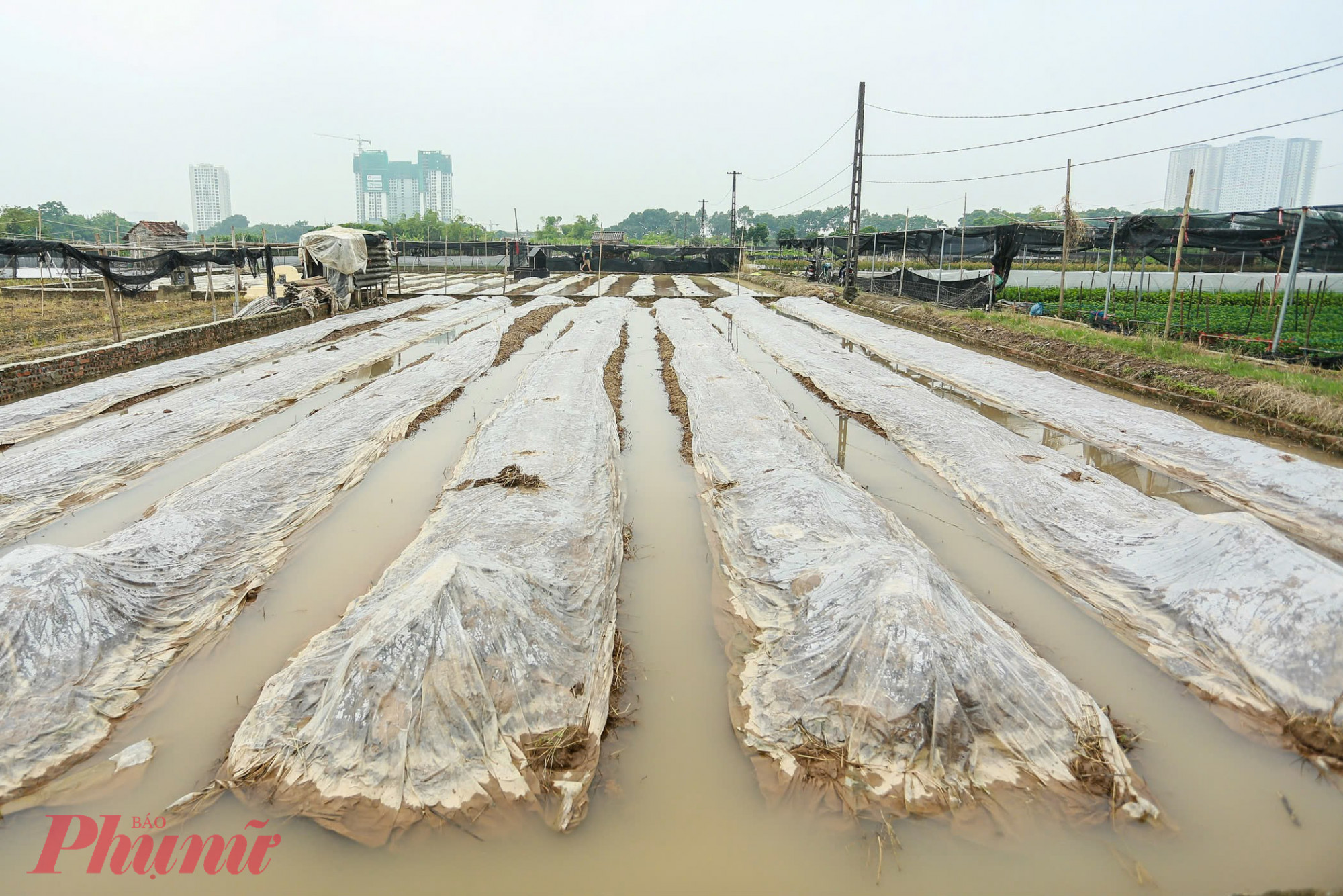 Hàng trăm ha hoa mùa của người dân làng Tây Tựu ngập trong biển nước.