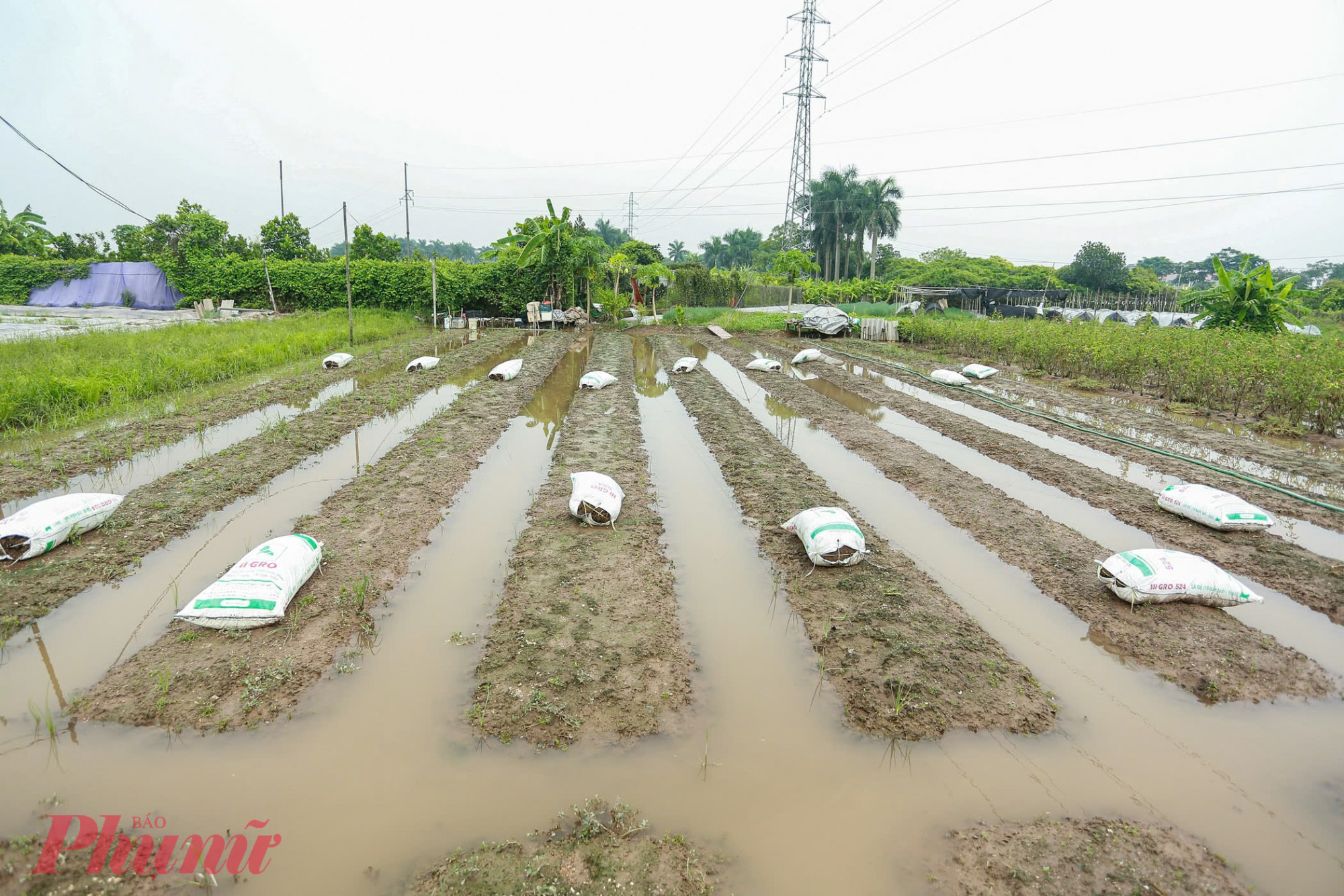 Những ngày vừa qua, mưa lớn đổ xuống Hà Nội khiến nhiều khu vực ở làng hoa Tây Tựu (quận Bắc Từ Liêm) bị ngập úng nghiêm trọng. Người dân trồng hoa phải túc trực từ sáng đến đêm để đắp bờ, xả nước.