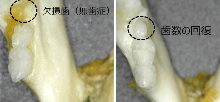 Bên trong miệng của một con chuột bị mất răng do chứng mất răng bẩm sinh (bên trái) và bên trong miệng sau khi răng mọc sau khi uống thuốc. | Kitano Hospita / qua Jiji