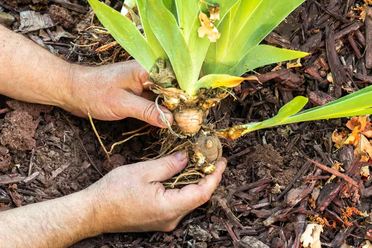 Đào củ của bạn lên Đừng quên chăm sóc cây lâu năm của bạn trong thời gian này trong năm. Đào bất kỳ củ nào bằng xẻng và cẩn thận hơn để không làm hỏng chúng trong quá trình này. Sau đó chỉ cần cắt tỉa thân cây và cất chúng qua mùa đông.