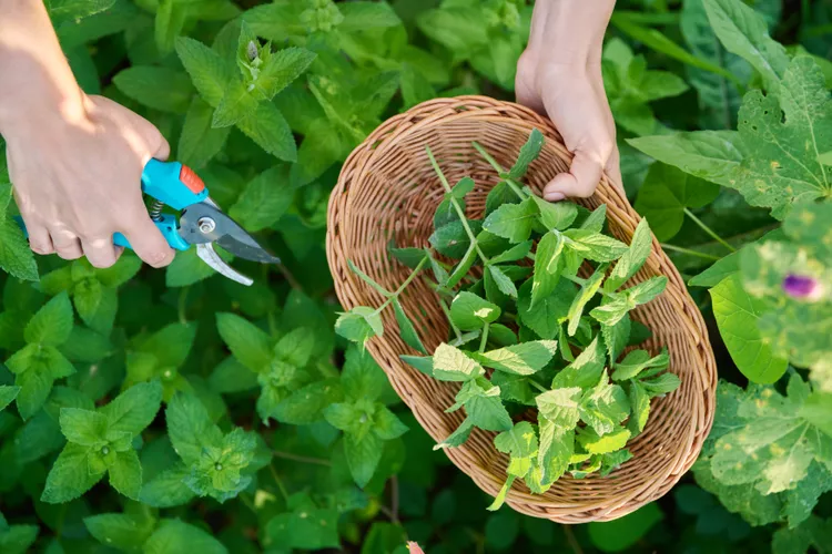 Sử dụng lá của bạn Nếu bạn đã quen với việc cào lá, đừng cất chúng đi trong năm nay. Thay vào đó, bạn có thể sử dụng những chiếc lá này trong luống vườn để giúp đất luôn tươi tốt và đầy đủ chất dinh dưỡng.