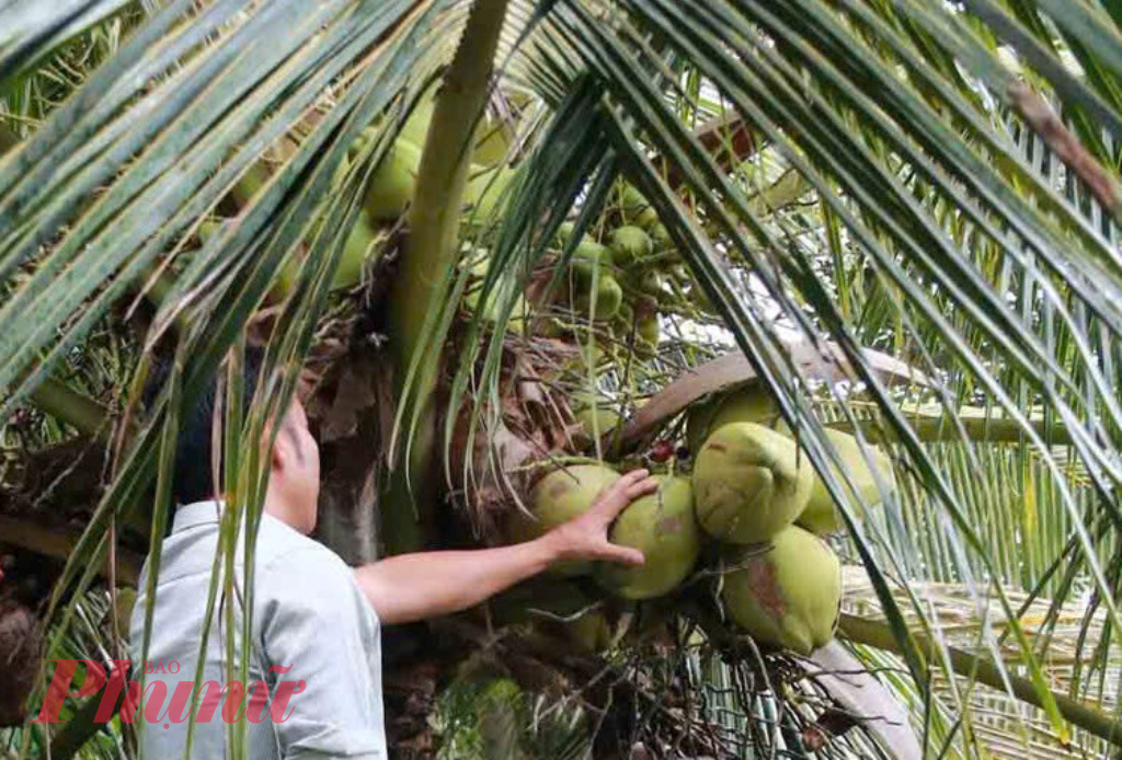 Theo Trung tâm sách Kỷ lục Việt Nam, dừa sáp Cầu Kè (tỉnh Trà Vinh) chính thức lọt Top 50 loại trái cây đặc sản - Ảnh: T.L.