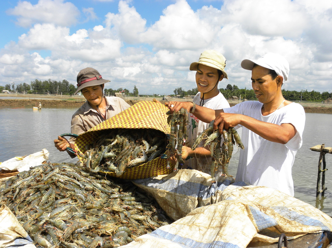 Từ sự hỗ trợ của Cơ quan Phát triển quốc tế Mỹ (USAID), Việt Nam đã triển khai dự án Bảo vệ hệ sinh thái ven biển đồng bằng sông Cửu Long với ngân sách 2,9 triệu USD. Trong ảnh: Nông dân thu hoạch tôm ở Trà Vinh - ẢNH: H.LỢI