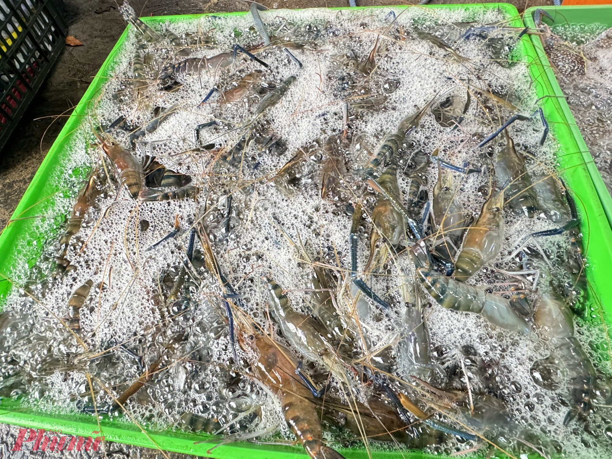 Tôm càng xanh giá 300.000 đồng/kg, tăng thêm 120.000 đồng/kg