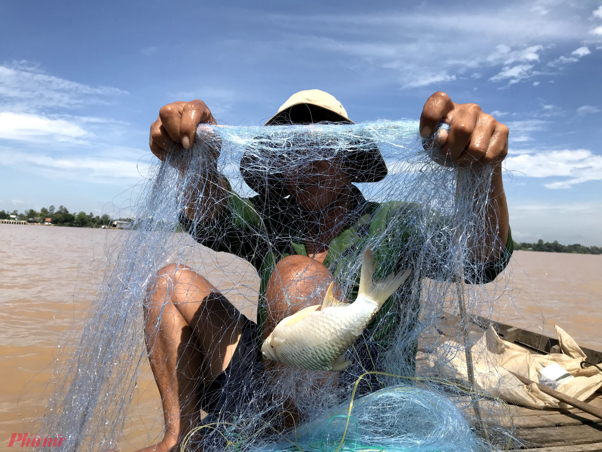 Một chú cá mè vinh vừa dính lưới. Mùa nước đỏ thì ngư dân thường đánh bắt được cá mè vinh, cá lăng, cá chốt, cá hú, cá he… Đây đều là các loại cá đặc sản của vùng sông nước Vàm Nao.