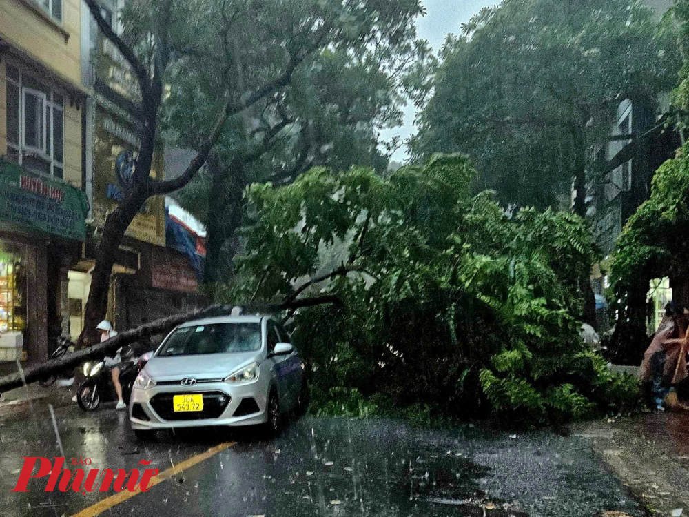 Cây gãy đổ ngang đường, nuốt chửng nhiều phương tiện.