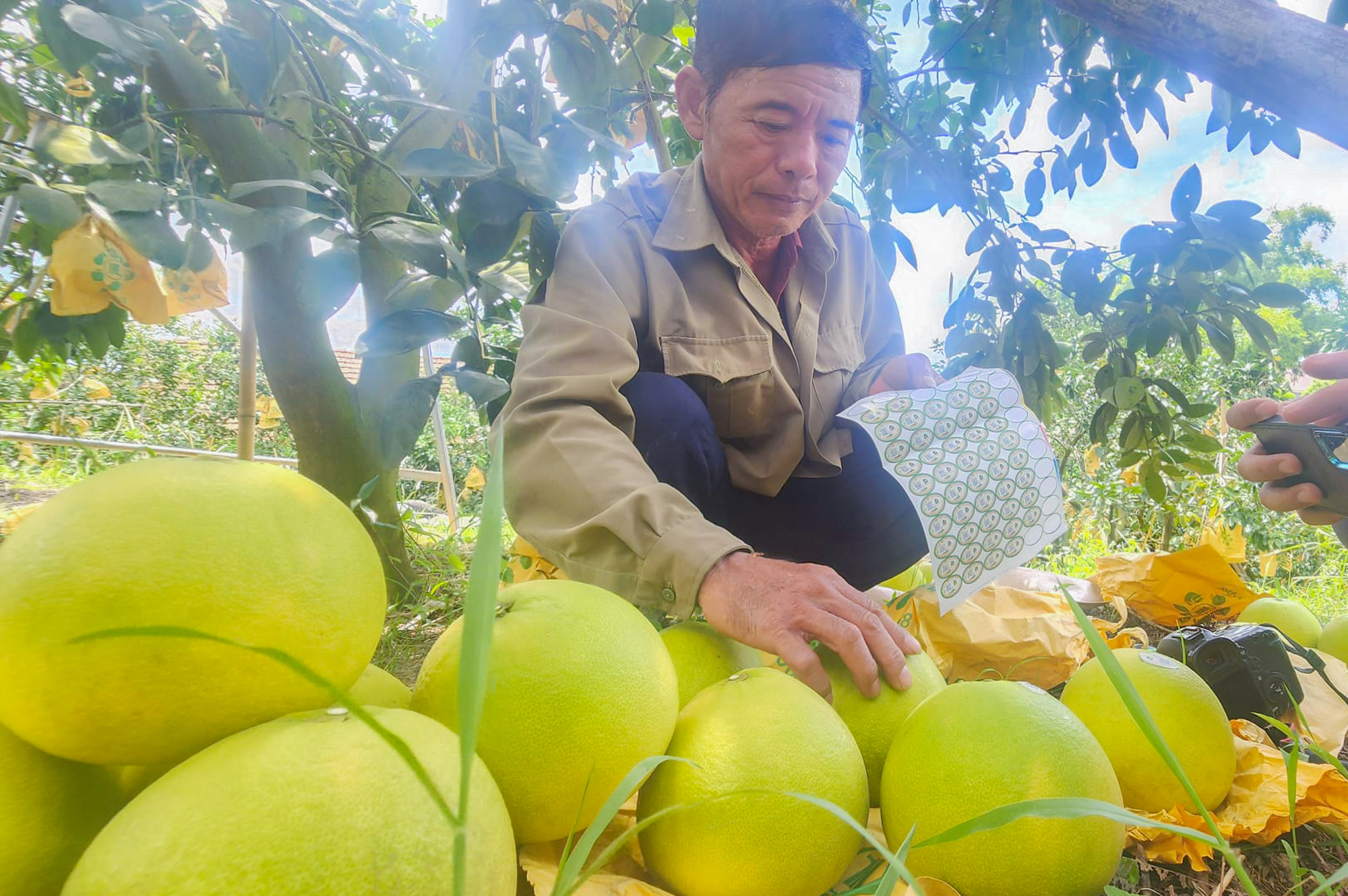 Người dân dán tem truy xuất nguồn gốc cho bưởi Phúc Trạch - Ảnh: Khánh Trung