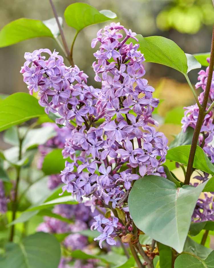 Hoa tử đinh hương Lilac Syringa 'Tím ảo' Jacob Cáo Cắt tỉa là một nhiệm vụ thiết yếu nếu bạn giữ cây bụi tử đinh hương ( Syringa spp.) trong vườn của mình vì những cây này có thể trở nên hung dữ và cao hơn 30 feet nếu chúng không được cắt tỉa thường xuyên. Tuy nhiên, giống như đỗ quyên, tử đinh hương chỉ nở hoa trên gỗ cũ và việc cắt tỉa cây vào cuối mùa sẽ loại bỏ nụ hoa của cây và làm giảm cường độ nở hoa. Thay vì cắt tỉa vào mùa thu, nên cắt tỉa bụi tử đinh hương ngay sau khi chúng nở xong vào cuối mùa xuân đến đầu mùa hè.