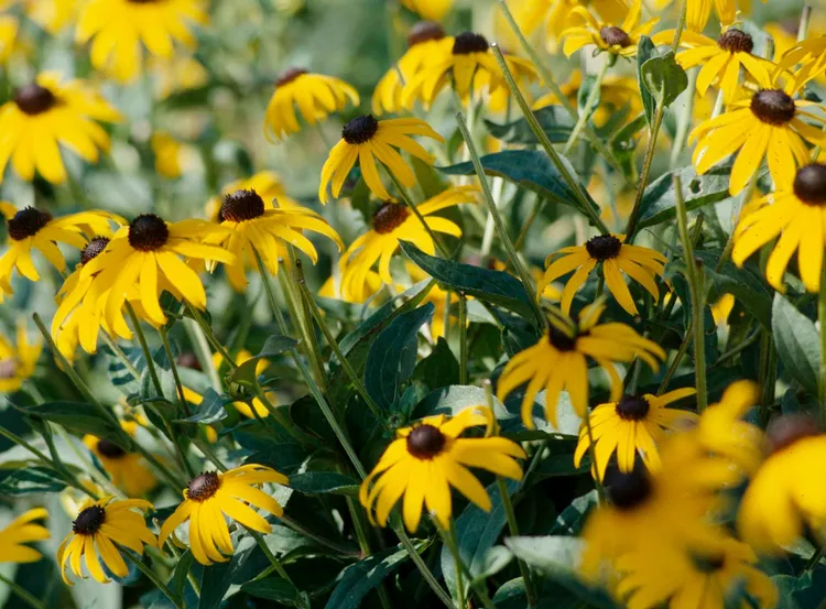 Susan mắt đen Susan mắt đen Perry L. Struse Hoa cúc đen ( Rudbeckia spp.) là một loài thực vật khác mà chim thường kiếm ăn trong những tháng mùa đông, vì vậy hãy để nguyên những bông hoa khô nếu bạn có thể. Đợi đến mùa xuân để cắt tỉa hoa cúc đen sẽ giúp bạn giảm bớt công việc làm vườn vào mùa thu và cũng giúp hoa có nhiều thời gian hơn để tự gieo hạt. Nếu bạn muốn có nhiều hoa cúc đen hơn cho khu vườn của mình, hãy bỏ qua việc cắt tỉa vào mùa thu và để cây tự gieo hạt.