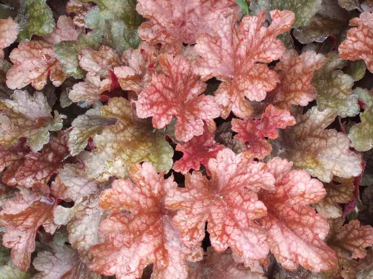 Chuông san hô ( Heuchera ) mang lại tán lá đầy màu sắc cho các đường viền và nở thành từng chùm hoa vào mùa xuân và mùa hè. Trong khi bạn nên cắt bỏ những bông hoa đã tàn để khuyến khích nở nhiều hoa hơn , thì bản thân lá không nên được cắt tỉa nhiều vào mùa thu vì chúng giúp bảo vệ tán cây trong suốt mùa đông. Tốt nhất là đợi đến mùa xuân để cắt tỉa cây nếu cần, đồng thời loại bỏ bất kỳ bộ phận nào đã chết vào mùa đông.