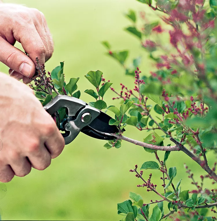 2. Loại bỏ quá nhiều sự phát triển cùng một lúc Thật hấp dẫn khi muốn cải tạo một cây hoặc cây bụi rậm rạp quá mức chỉ trong một lần cắt tỉa . Mong muốn đưa cây trở lại hình dạng ban đầu, hòa hợp với cảnh quan xung quanh và hoàn thành công việc có thể dẫn đến việc cắt bỏ quá nhiều cây cùng một lúc. Sự phát triển xanh tươi hỗ trợ hệ thống nhánh và rễ của cây. Sự suy giảm mạnh mẽ của sự phát triển xanh tạo ra thức ăn sẽ ảnh hưởng xấu đến tất cả các bộ phận của cây. Việc cắt tỉa quá mức có thể giết chết cây.  Cách tiếp cận tốt hơn: Khi cắt tỉa cây hoặc cây bụi rậm rạp, không bao giờ cắt bỏ quá một phần ba khối lượng của cây trong mùa sinh trưởng. Cắt tỉa những cây rậm rạp trong khoảng thời gian ba năm. 