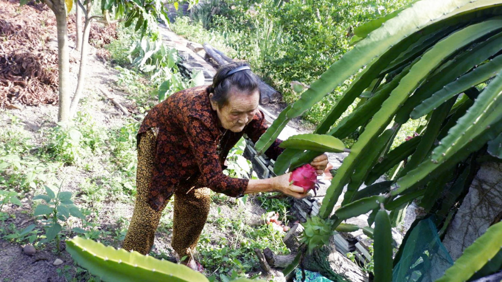 Hơn 90 tuổi, bà tôi vẫn ra vườn hái thanh long