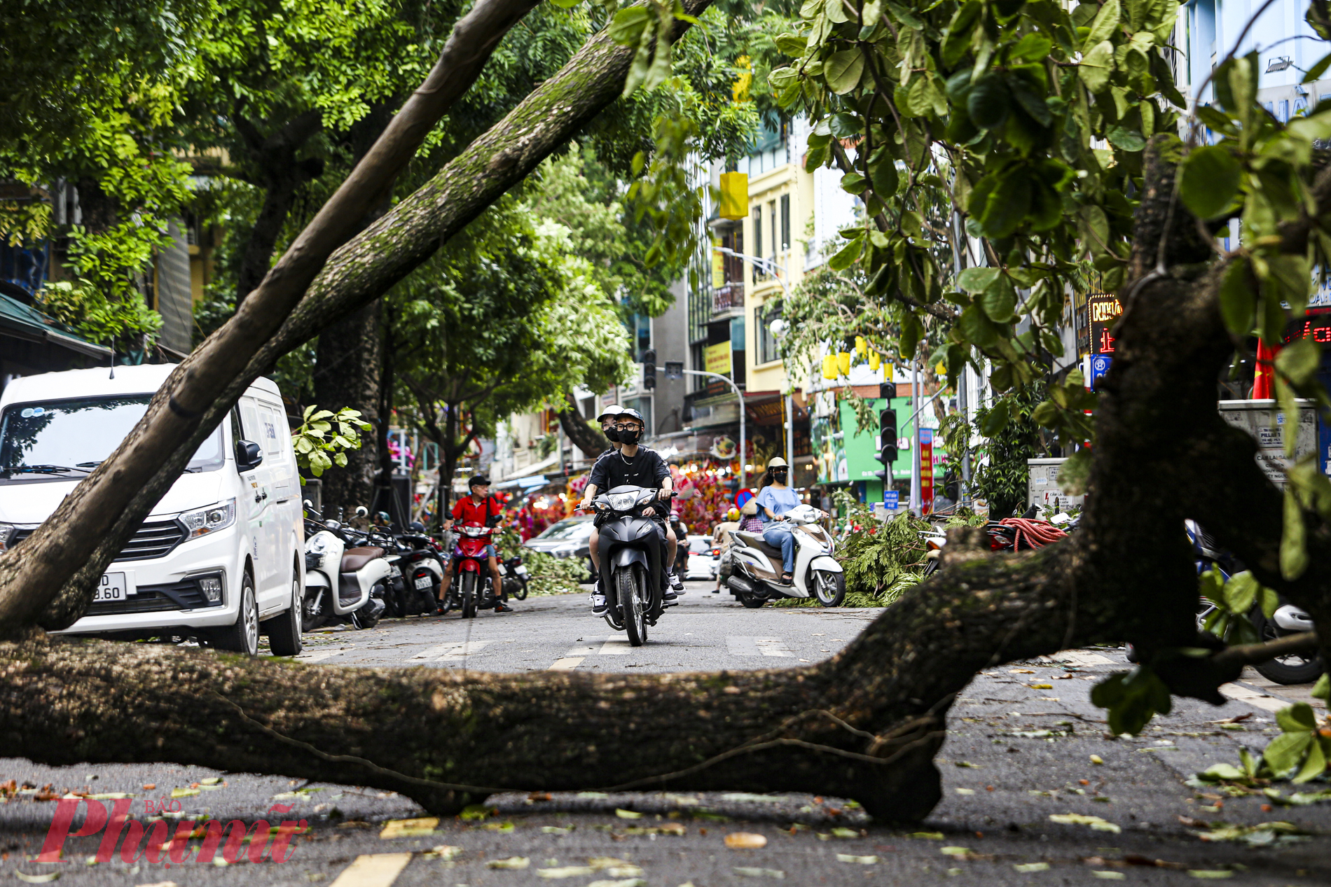 Cây Bàng đổ gục, chắn ngang đường trên phố Cửa Đông giao Hàng Mã, người dân  