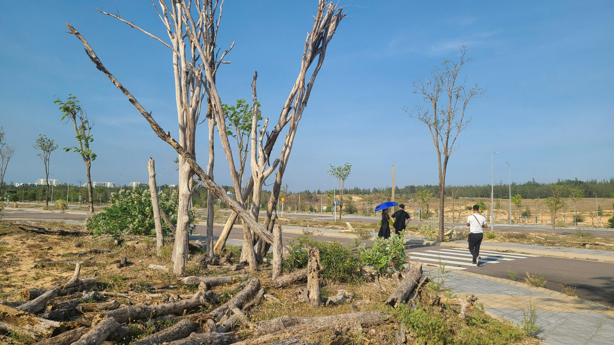 Dự án Nhơn Hội New City nhìn hoang tàn, cây xanh sơ xát.