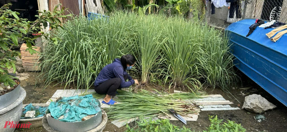 Tại thị xã Hương Thủy, huyện Quảng Điền, thị xã Hương Trà..., chị em phụ nữ phụ nữ  cũng đang bận rộn với công việc làm muối sả đậu phộng, muối sả thịt, để chuyển đến bà con các tỉnh phía bắc trong thời gian sớm nhất.