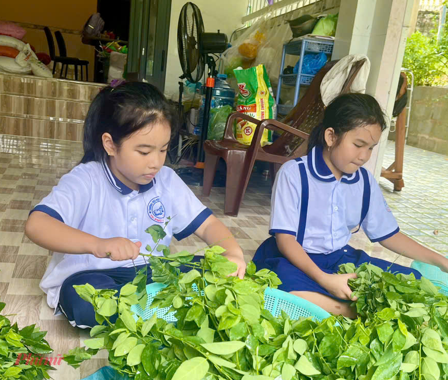 Hai em học sinh cũng tham gia tuốt lá ngót để tạo màu xác cho bánh tét