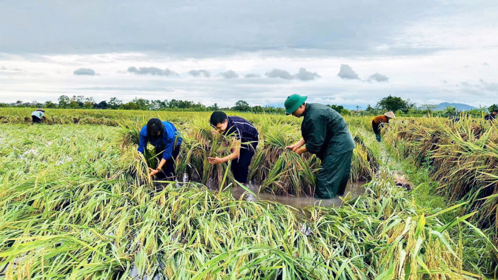 Lực lượng thanh niên xung kích hỗ trợ người dân  ở huyện Sóc Sơn (TP Hà Nội) thu hoạch lúa sau bão  - Ảnh do Huyện đoàn Sóc Sơn cung cấp