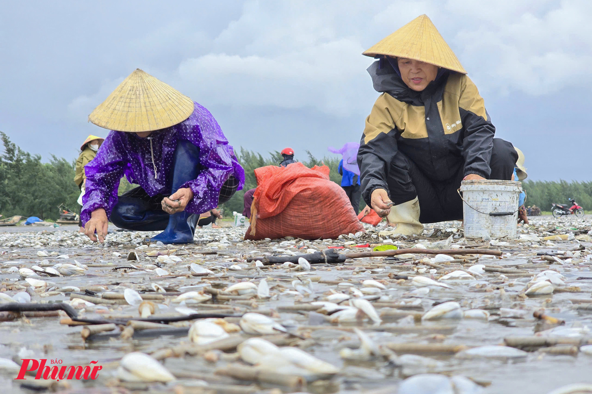 Bà Cao Thị Bình (53 tuổi, trú xã Diễn Trung) cho biết, sau bão, mưa lũ kéo dài, sóng biển dạt vào bờ thường cuốn theo một khối lượng đất cùng ngao trắng. Tuy nhiên, đây là lần đầu họ ghi nhận số lượng ngao trắng dạt vào biển số lượng nhiều như vậy.