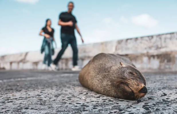 Người dân địa phương thong thả đi dạo dọc theo cầu tàu ở cảng Kalk Bay, tránh một chú hải cẩu lông Cape đang nằm dài trên vỉa hè. (Ảnh: GunnarOberhosel)