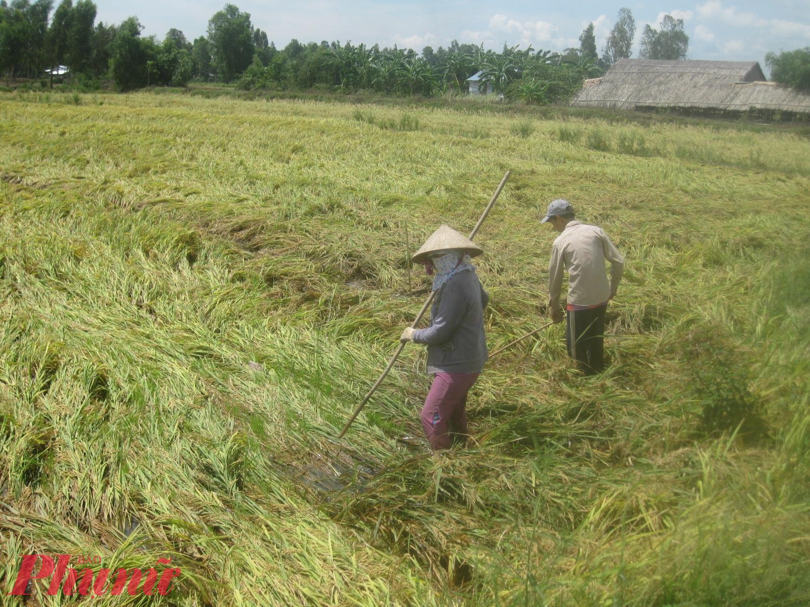 Mưa dông liên tục đã làm lúa của nông dân TP Cần Thơ bị đổ ngã 