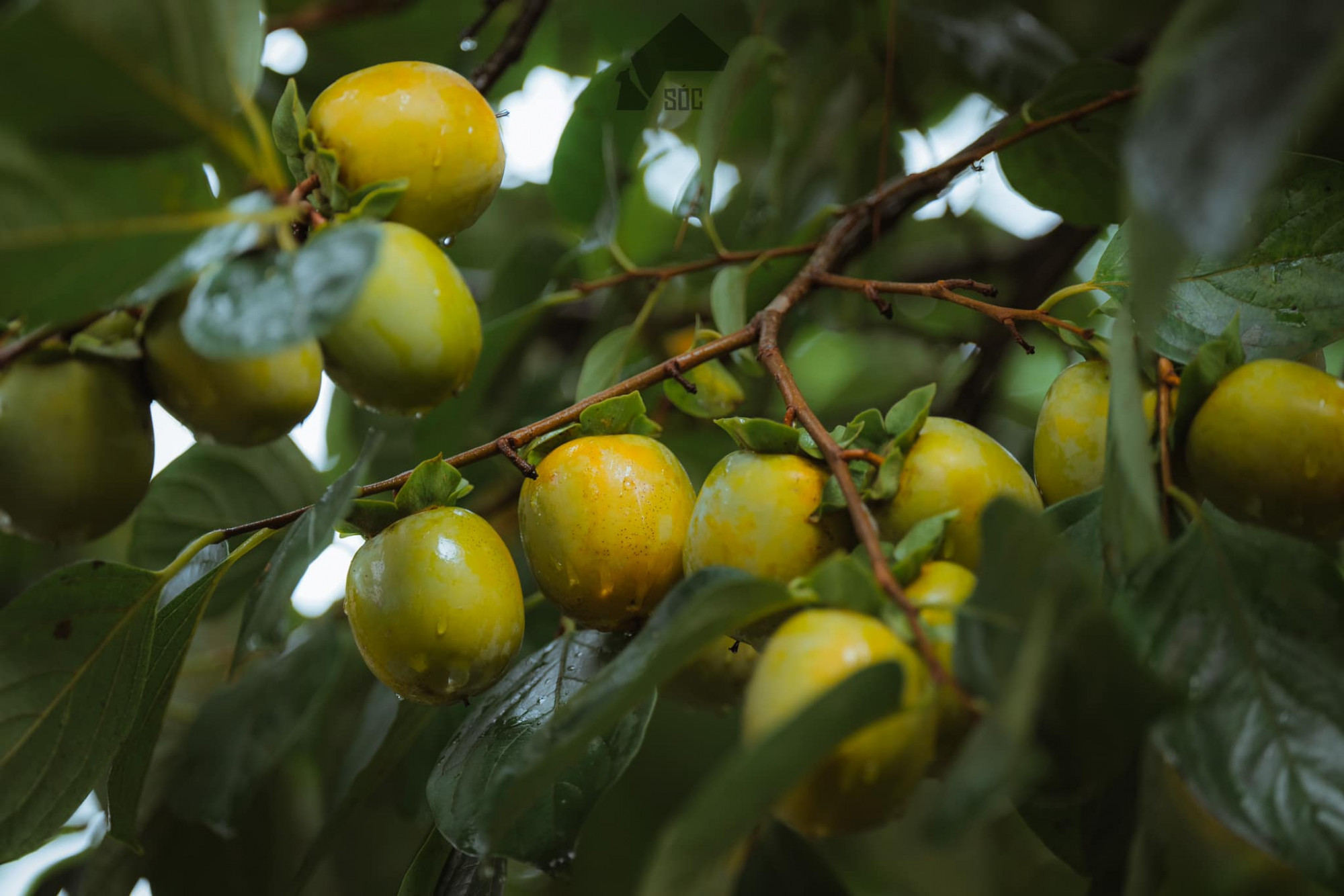 Đến Măng Đen (huyện Kon Plong, tỉnh Kon Tum) những ngày này, bên cạnh tận hưởng không khí mát lạnh, yên bình, du khách còn có dịp check-in cùng những vườn hồng rực rỡ - Ảnh: Soc House